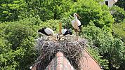 Die Störche sitzen im Nest auf dem Kirchdach in Rauenzell
